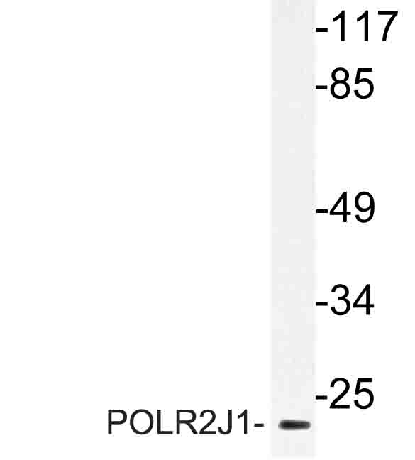 Western blot of POLR2J1 (D24) pAb in extracts from RAW264.7 cells.