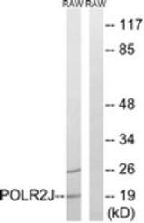 Western blot of extracts from RAW264.7 cells, using RPB11 Antibody. The lane on the right is treated with the synthesized peptide.
