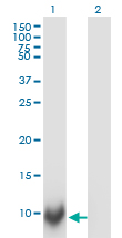 Western Blot analysis of POLR2J expression in transfected 293T cell line by POLR2J monoclonal antibody (M02), clone 1A10.Lane 1: POLR2J transfected lysate(13.3 KDa).Lane 2: Non-transfected lysate.