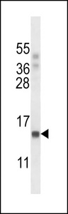 POLR2J Antibody western blot of A549 cell line lysates (35 ug/lane). The POLR2J antibody detected the POLR2J protein (arrow).