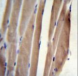 POLR2J Antibody immunohistochemistry of formalin-fixed and paraffin-embedded human skeletal muscle followed by peroxidase-conjugated secondary antibody and DAB staining.