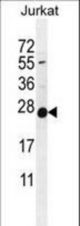 POLR2J Antibody western blot of Jurkat cell line lysates (35 ug/lane). The POLR2J antibody detected the POLR2J protein (arrow).