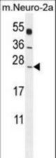 POLR2J Antibody western blot of mouse Neuro-2a cell line lysates (35 ug/lane). The POLR2J antibody detected the POLR2J protein (arrow).
