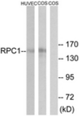 Western blot of extracts from COS/HUVEC cells, using RPC1 Antibody. The lane on the right is treated with the synthesized peptide.