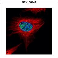 Confocal immunofluorescence analysis (Olympus FV10i) of paraformaldehyde-fixed HeLa using POLR3A antibody (Green) at 1:500 dilution. Alpha-tubulin filaments were labeled with alpha-tubulin antibody (Red) at 1:2000.