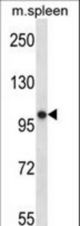 POLR3B Antibody western blot of mouse spleen tissue lysates (35 ug/lane). The POLR3B antibody detected the POLR3B protein (arrow).