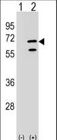 Western blot of POLR3C (arrow) using rabbit polyclonal POLR3C Antibody. 293 cell lysates (2 ug/lane) either nontransfected (Lane 1) or transiently transfected (Lane 2) with the POLR3C gene.
