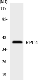 Western blot of the lysates from HepG2 cells using RPC4 antibody.