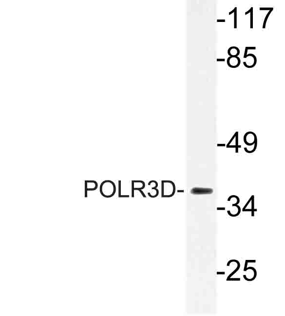 Western blot of POLR3D (N314) pAb in extracts from MCF-7 cells.