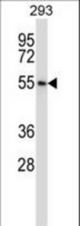 POLR3D Antibody western blot of 293 cell line lysates (35 ug/lane). The POLR3D antibody detected the POLR3D protein (arrow).