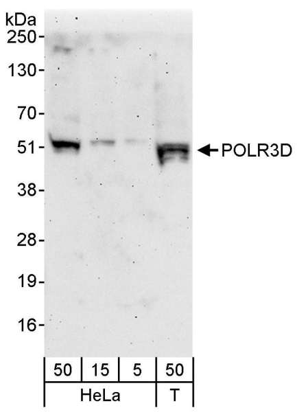 Detection of Human POLR3D by Western Blot. Samples: Whole cell lysate from HeLa (5, 15 and 50 ug) and 293T (T; 50 ug) cells. Antibodies: Affinity purified rabbit anti-POLR3D antibody used for WB at 0.1 ug/ml Detection: Chemiluminescence with an exposure time of 3 minutes.