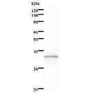 Western blot analysis of immunized recombinant protein, using anti-POLR3E monoclonal antibody.