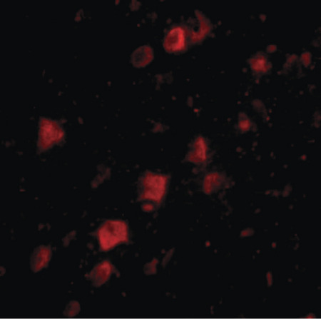 Immunofluorescence of POLR3F in human brain tissue with POLR3F antibody at 20 ug/ml.
