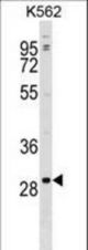 POLR3G Antibody western blot of K562 cell line lysates (35 ug/lane). The POLR3G antibody detected the POLR3G protein (arrow).