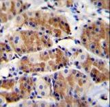 POLR3GL Antibody immunohistochemistry of formalin-fixed and paraffin-embedded human stomach tissue followed by peroxidase-conjugated secondary antibody and DAB staining.
