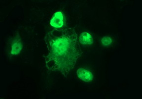 Anti-POLR3GL mouse monoclonal antibody immunofluorescent staining of COS7 cells transiently transfected by pCMV6-ENTRY POLR3GL.