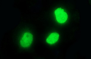 Anti-POLR3GL mouse monoclonal antibody immunofluorescent staining of COS7 cells transiently transfected by pCMV6-ENTRY POLR3GL.