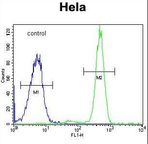 RPC8 Antibody flow cytometry of HeLa cells (right histogram) compared to a negative control cell (left histogram). FITC-conjugated goat-anti-rabbit secondary antibodies were used for the analysis.