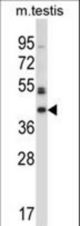 Mouse Sgk196 Antibody western blot of mouse testis tissue lysates (35 ug/lane). The Sgk196 antibody detected the Sgk196 protein (arrow).