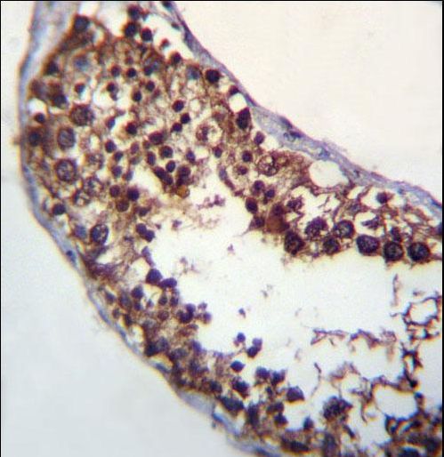 POMT1 Antibody immunohistochemistry of formalin-fixed and paraffin-embedded human testis tissue followed by peroxidase-conjugated secondary antibody and DAB staining.