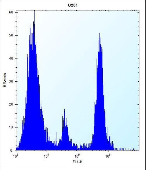 POMT1 Antibody flow cytometry of U251 cells (right histogram) compared to a negative control cell (left histogram). FITC-conjugated goat-anti-rabbit secondary antibodies were used for the analysis.