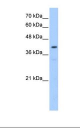 HepG2 cell lysate. Antibody concentration: 0.25 ug/ml. Gel concentration: 12%.
