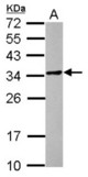 Sample (30 ug of whole cell lysate) A: THP-1 12% SDS PAGE POMZP3 antibody diluted at 1:1000