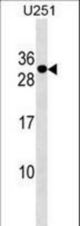 POMZP3 Antibody western blot of U251 cell line lysates (35 ug/lane). The POMZP3 Antibody detected the POMZP3 protein (arrow).