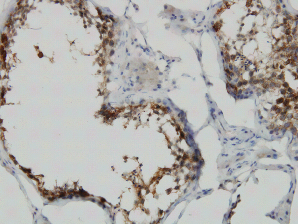 Immunoperoxidase of monoclonal antibody to POMZP3 on formalin-fixed paraffin-embedded human testis. [antibody concentration 3 ug/ml]