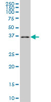 POMZP3 monoclonal antibody (M02), clone 2E7 Western blot of POMZP3 expression in K-562.