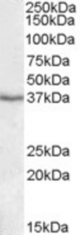 PON1 antibody (1 ug/ml) staining of Human Liver lysate (35 ug protein/ml in RIPA buffer). Primary incubation was 1 hour. Detected by chemiluminescence.