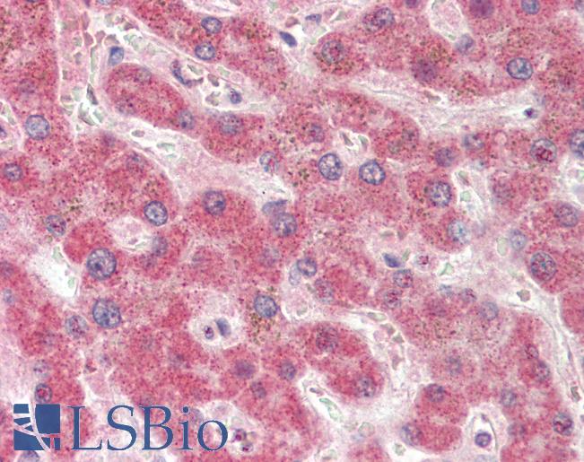 Anti-PON1 / ESA antibody IHC staining of human liver. Immunohistochemistry of formalin-fixed, paraffin-embedded tissue after heat-induced antigen retrieval. Antibody LS-B10685 dilution 1:100.