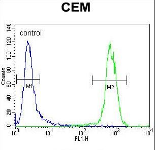 PON1 Antibody flow cytometry of CEM cells (right histogram) compared to a negative control cell (left histogram). FITC-conjugated goat-anti-rabbit secondary antibodies were used for the analysis.