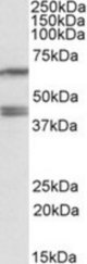 PON2 antibody (0.2 ug/ml) staining of HepG2 lysate (35 ug protein/ml in RIPA buffer). Primary incubation was 1 hour. Detected by chemiluminescence.