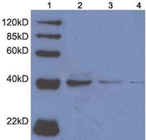 Lane 1: Marker Lane 2: 50 ug Mouse brain tissue lysate Primary antibody: 4 ug/ml Rabbit Anti-PON2 Polyclonal Antibody LS-C51601 Lane 3: 50 ug Mouse brain tissue lysate Primary antibody: 2 ug/ml Rabbit Anti-PON2 Polyclonal Antibody LS-C51601 Lane 4: 50 ug Mouse brain tissue lysate Primary antibody: 1 ug/ml Rabbit Anti-PON2 Polyclonal Antibody LS-C51601 Secondary antibody: Goat Anti-Rabbit IgG (H&L) [HRP] Polyclonal Antibody
