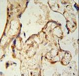 PON2 antibody immunohistochemistry of formalin-fixed and paraffin-embedded human placenta tissue followed by peroxidase-conjugated secondary antibody and DAB staining.