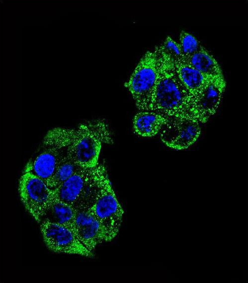Confocal immunofluorescent of PON2 Antibody with HepG2 cell followed by Alexa Fluor 488-conjugated goat anti-rabbit lgG (green). DAPI was used to stain the cell nuclear (blue).