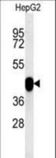 PON2 Antibody western blot of HepG2 cell line lysates (15 ug/lane). The PON2 antibody detected PON2 protein (arrow).