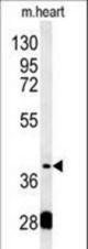 PON2 Antibody western blot of mouse heart tissue lysates (15 ug/lane). The PON2 antibody detected PON2 protein (arrow).