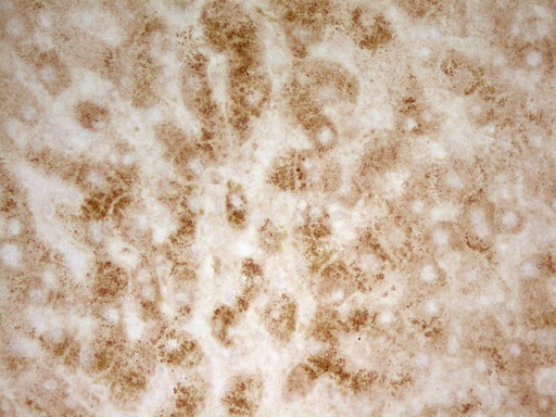 IHC of paraffin-embedded Human liver tissue using anti-PON3 mouse monoclonal antibody. (Heat-induced epitope retrieval by 1 mM EDTA in 10mM Tris, pH8.5, 120°C for 3min).