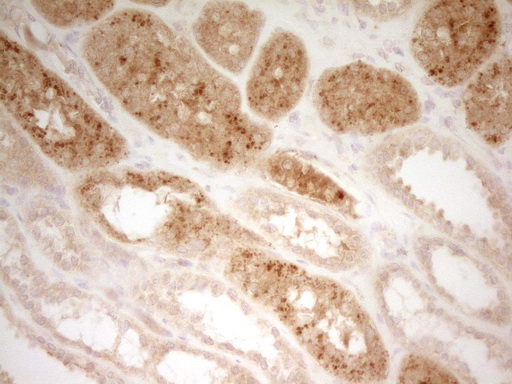 IHC of paraffin-embedded Human Kidney tissue using anti-PON3 mouse monoclonal antibody. (Heat-induced epitope retrieval by 1 mM EDTA in 10mM Tris, pH8.5, 120°C for 3min).