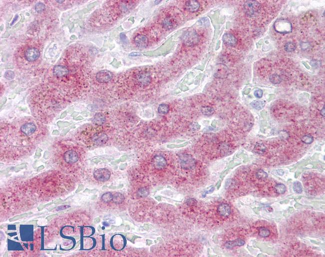 Anti-PON3 antibody IHC of human liver. Immunohistochemistry of formalin-fixed, paraffin-embedded tissue after heat-induced antigen retrieval. Antibody LS-B6628 concentration 5 ug/ml.