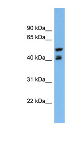PON3 antibody LS-B6628 Western blot of NCI-H226 cell lysate.