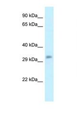 POPDC3 antibody LS-C145698 Western blot of Mouse Liver lysate. Antibody concentration 1 ug/ml.