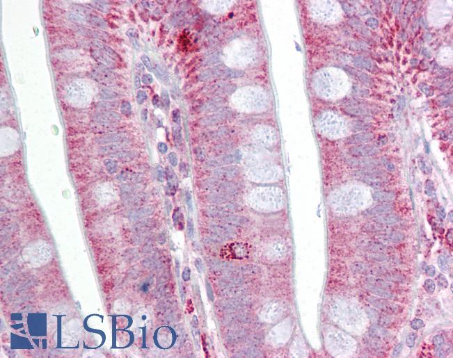 Anti-POSTN / Periostin antibody IHC of human small intestine. Immunohistochemistry of formalin-fixed, paraffin-embedded tissue after heat-induced antigen retrieval. Antibody LS-B6626 concentration 5 ug/ml.