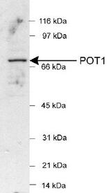 Detection of POT1 in HeLa nuclear extracts (25 ug) using LS-C2849 (1:500). ECL detection 1 min.