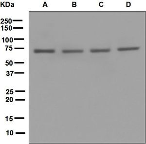 Western blot analysis on (A) K562, (B) HepG2, (C) 293T, and (D) HeLa cell lysates using anti-POT1 antibody.