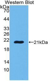 Western blot of recombinant POTEG.