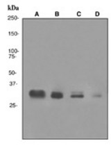 Western blot analysis on (A) Ramos, (B) Daudi, (C) NAMALWA and (D) Raji cell lysates using anti-OCA-B antibody (LS-C105692).