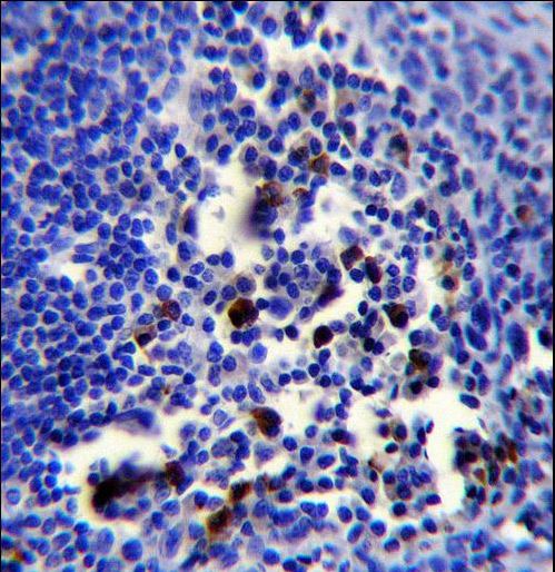 POU2AF1 Antibody immunohistochemistry of formalin-fixed and paraffin-embedded human tonsil tissue followed by peroxidase-conjugated secondary antibody and DAB staining.